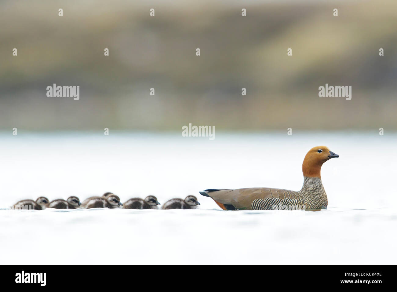 Bräunlich-headed Goose (Chloephaga swimiing rubidiceps) über einem Teich mit Küken in den Falkland Inseln. Stockfoto