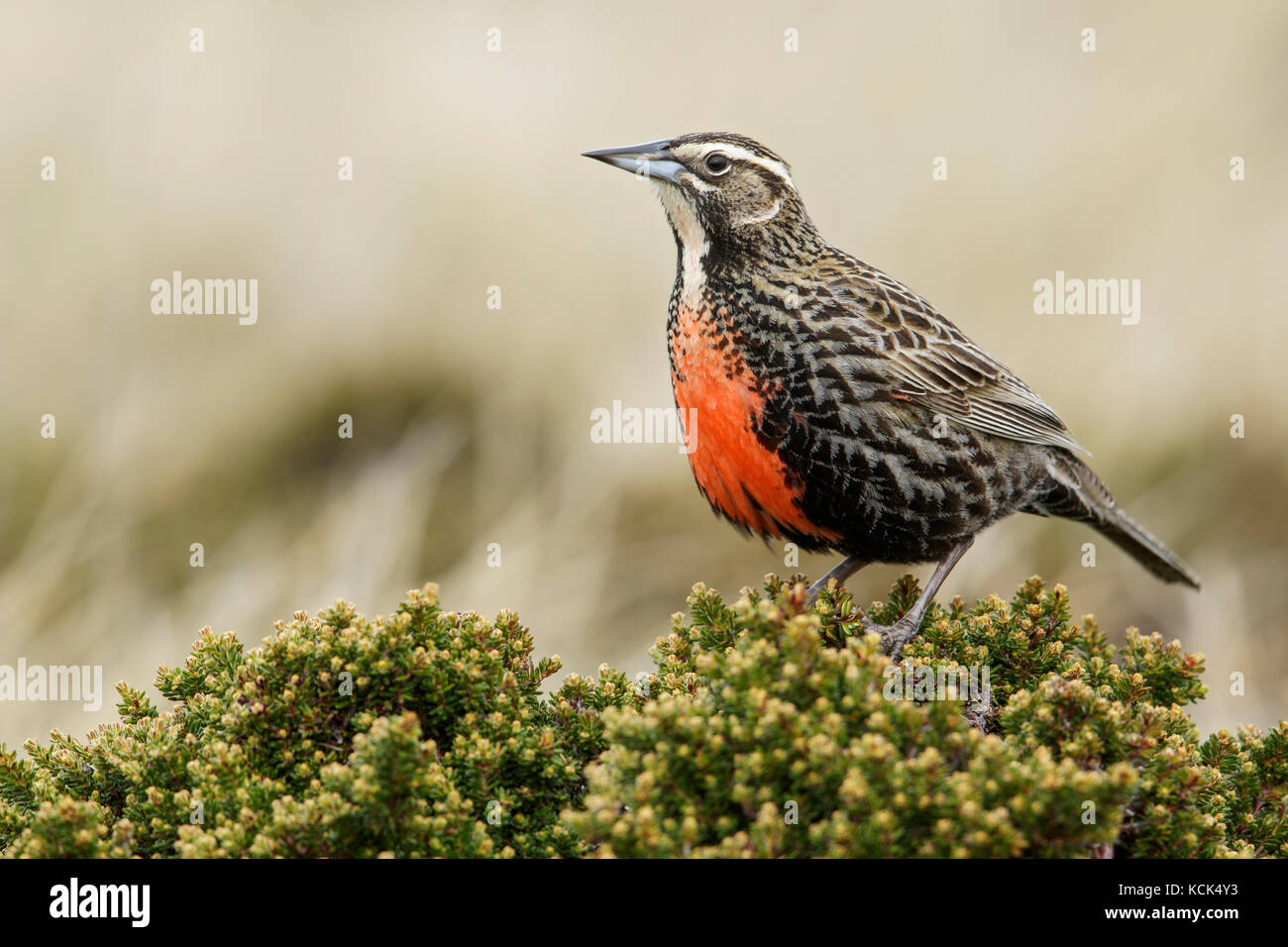 Long-tailed Meadowlark (Sturnella loyca) auf dem Boden auf den Falklandinseln thront. Stockfoto