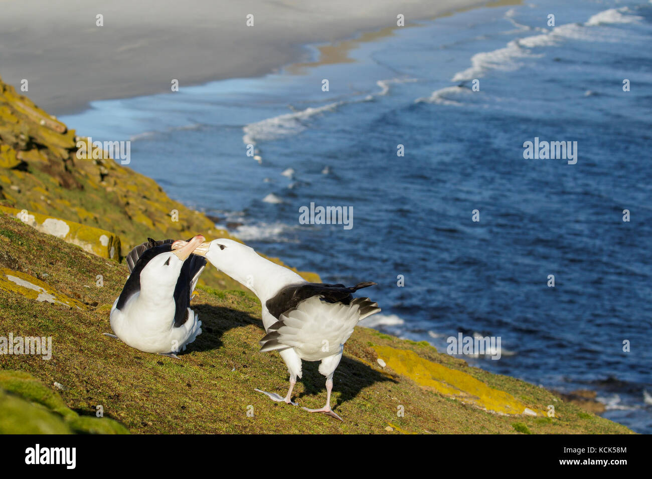 Schwarz der tiefsten Albatross (Thalassarche melanophris) an einer Kolonie in der Falkland Inseln. Stockfoto