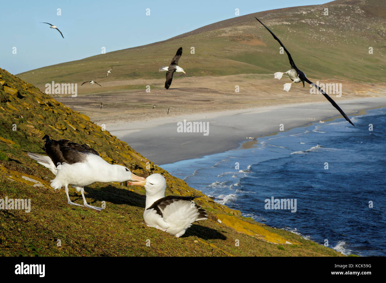 Schwarz der tiefsten Albatross (Thalassarche melanophris) an einer Kolonie in der Falkland Inseln. Stockfoto