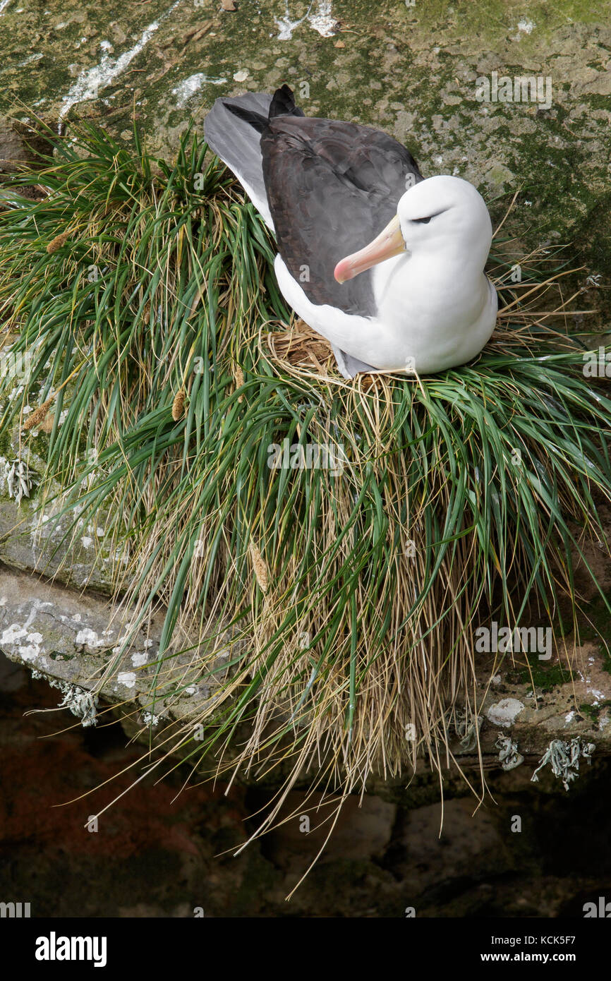 Schwarz der tiefsten Albatross (Thalassarche melanophris) an einer Kolonie in der Falkland Inseln. Stockfoto