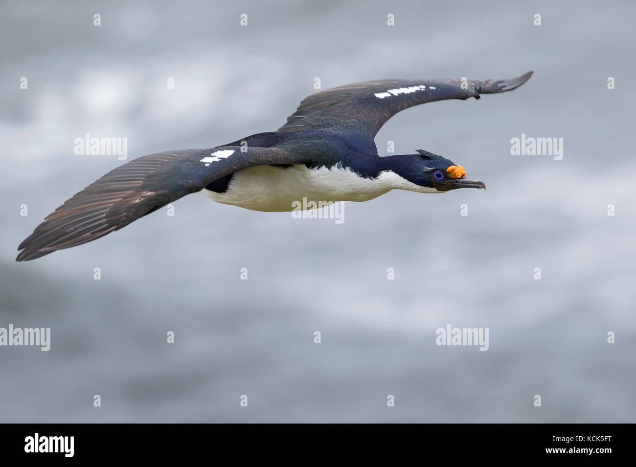 Imperial Kormoran (König) (Dendrocopos atriceps) auf seiner Kolonie in den Falkland Inseln. Stockfoto