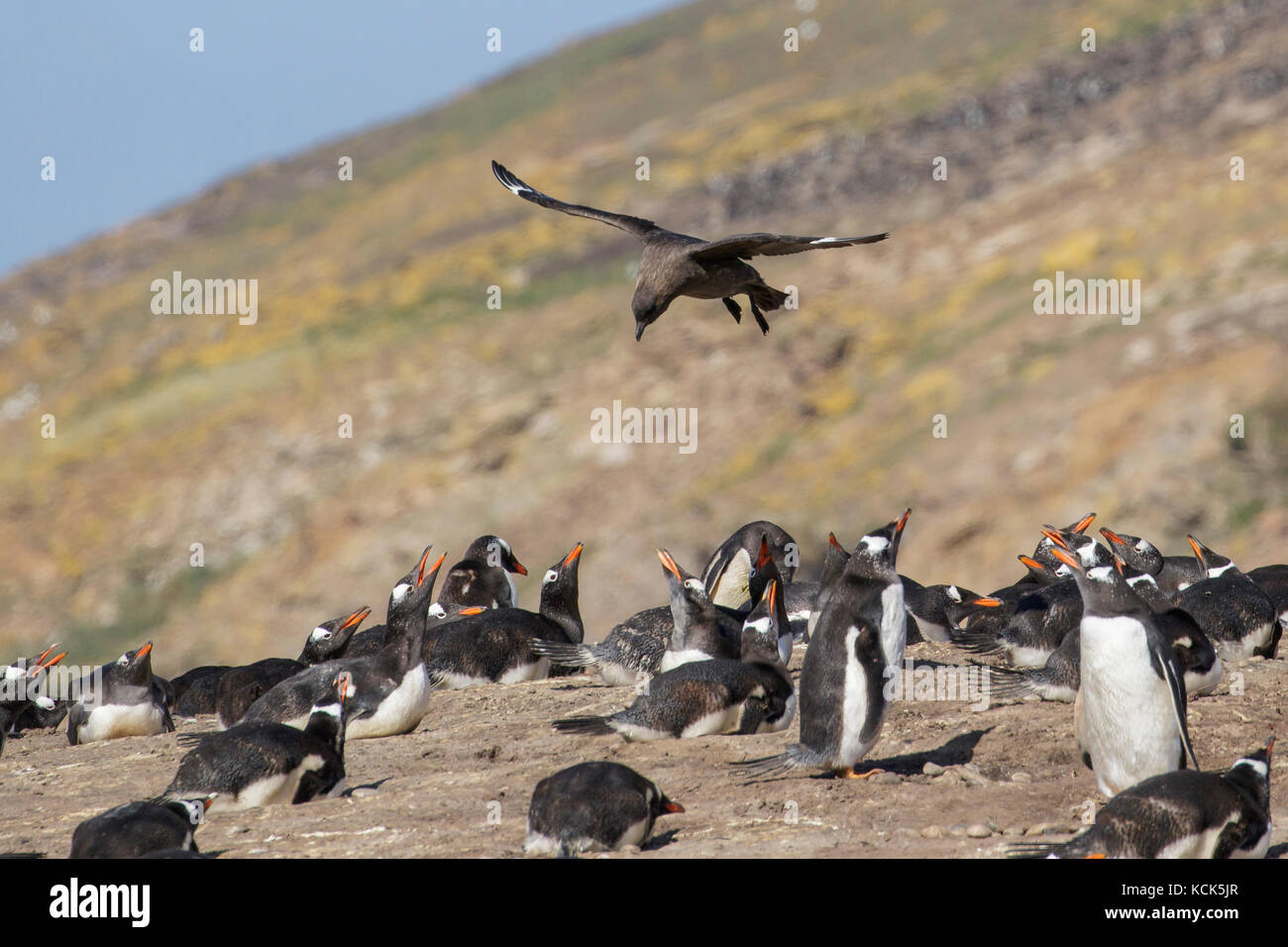 Braun (SUBANTARKTISCHEN) Skua (Eulen antarcticus lonnbergi) Spülpumpe für Essen in der Nähe von einem Pinguin Kolonie in der Falkland Inseln. Stockfoto