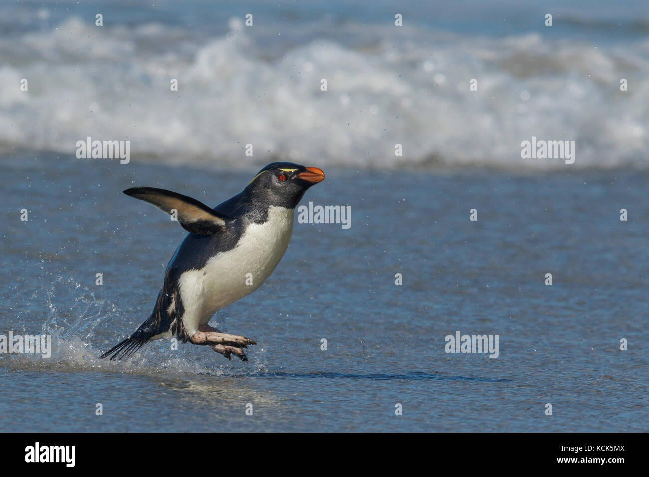 Rockhopper Penguin (Eudyptes chrysocome), die sich aus dem Ozean in die Falkland Inseln. Stockfoto