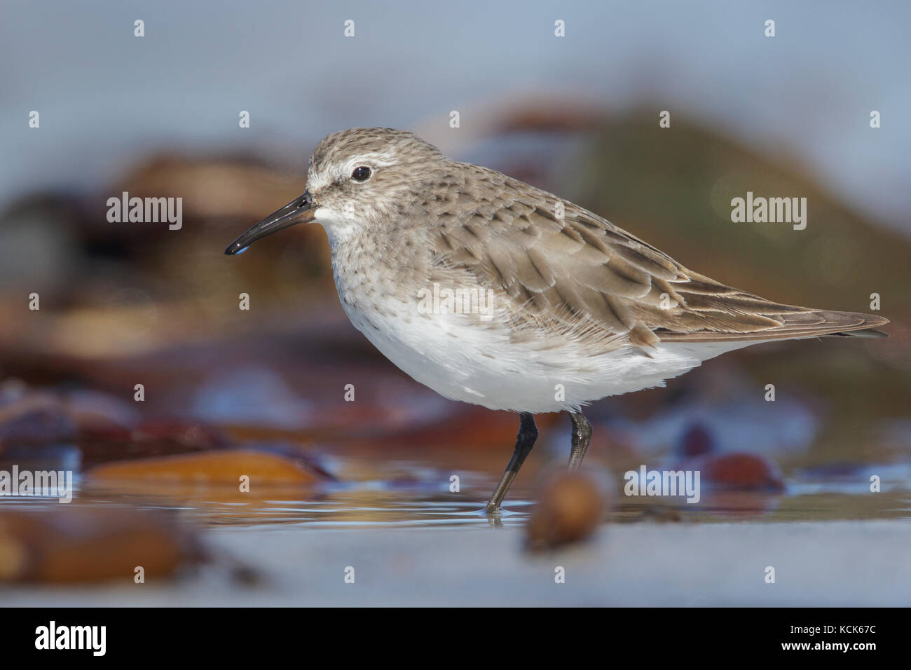 White-rumped Sandpiper (Calidris fuscicollis) Ernährung in eine Gezeiten- Lagune in der Falkland Inseln. Stockfoto