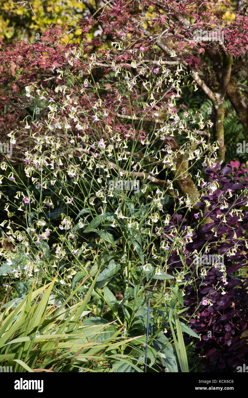 Luftig Stiele und Blüten, die geöffneten weißen und rosa Fade in der jährlichen Tabakpflanze Nicotiana, mutabilis Stockfoto