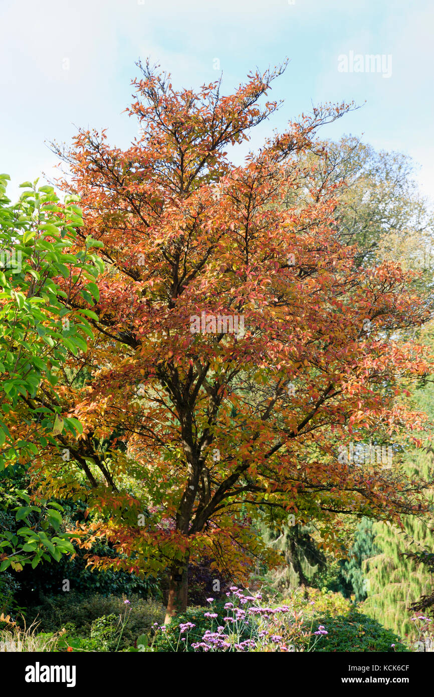 Rot und Orange Herbstfarbe im Laub der Hardy Laubbaum, Stewartia pseudocamellia Stockfoto