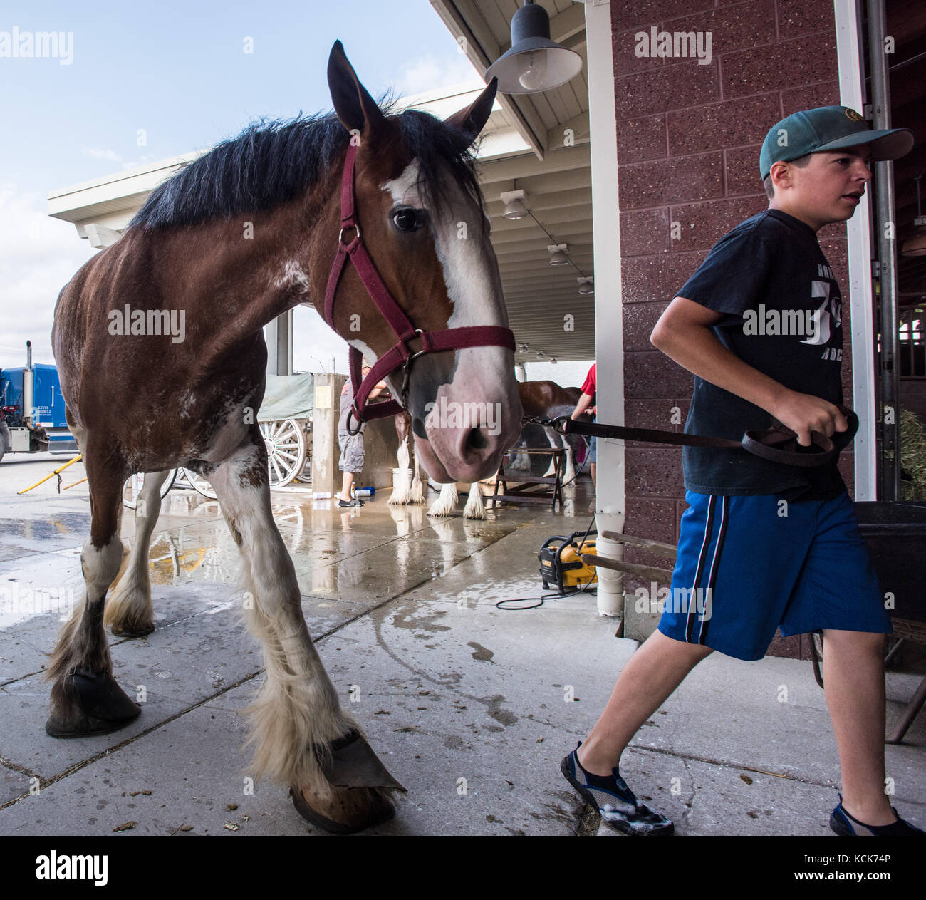 Ein kleiner Junge wäscht ein Pferd von Clydesdale in Vorbereitung auf den Eröffnungstag der Wisconsin State Fair, den Wisconsin State Fair Park, 2. August 2017 in West Allis, Wisconsin. (Foto von Lance Cheung via Planetpix) Stockfoto