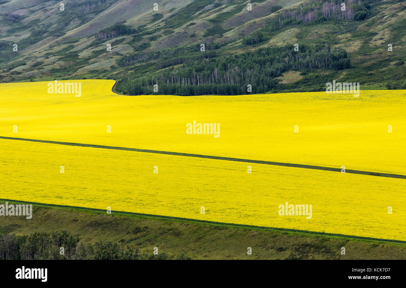 Kanada, British Columbia, Peace River Valley, Raps, Raps, Raps Ernte, Farbe, Landwirtschaft, horizontal, Sommer, Bauernhof, Stockfoto