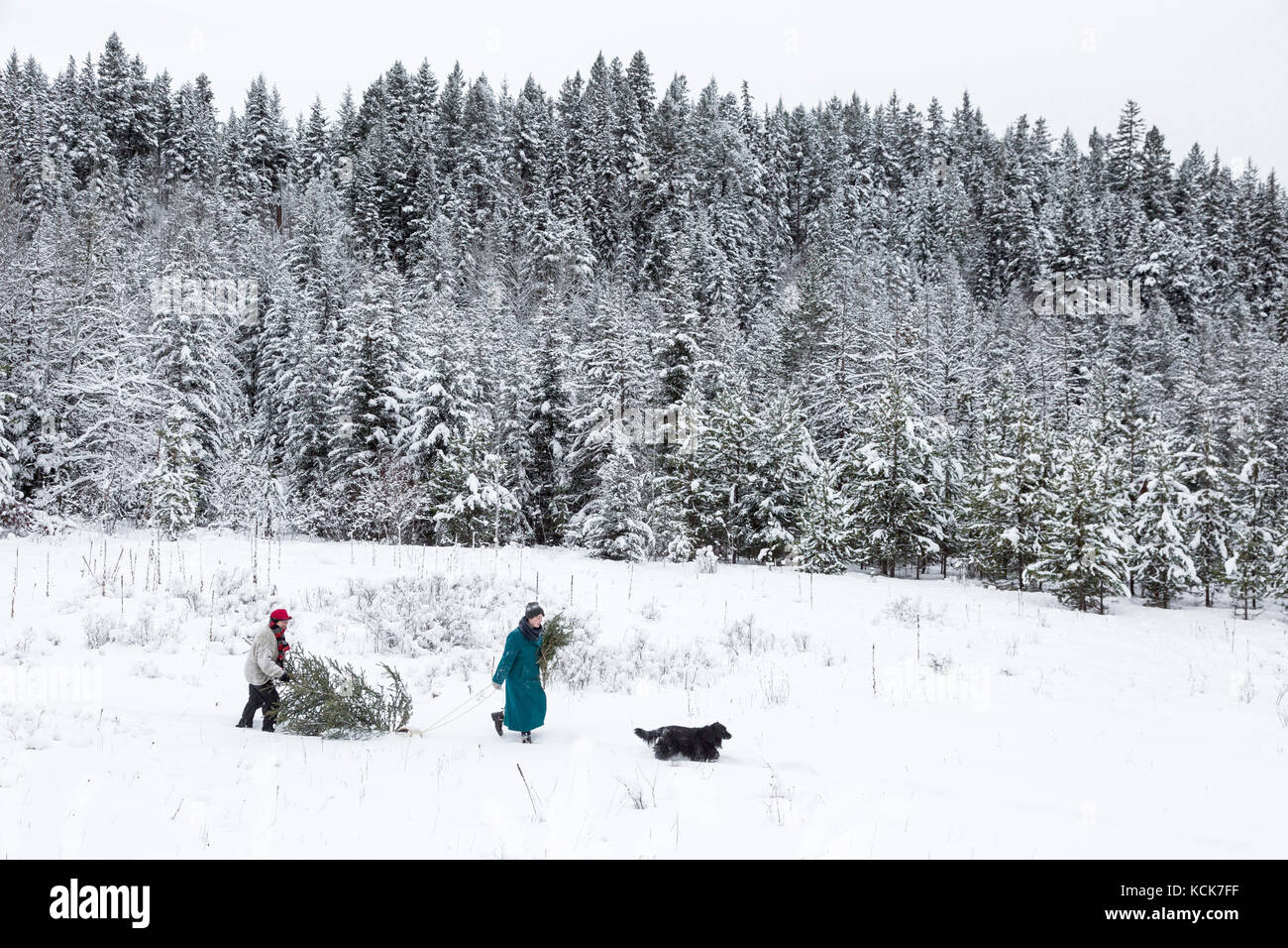 Kanada, British Columbia, Cariboo Region, Winter, Schnee, Weihnachten, Weihnachtsbaum, Menschen, Stockfoto