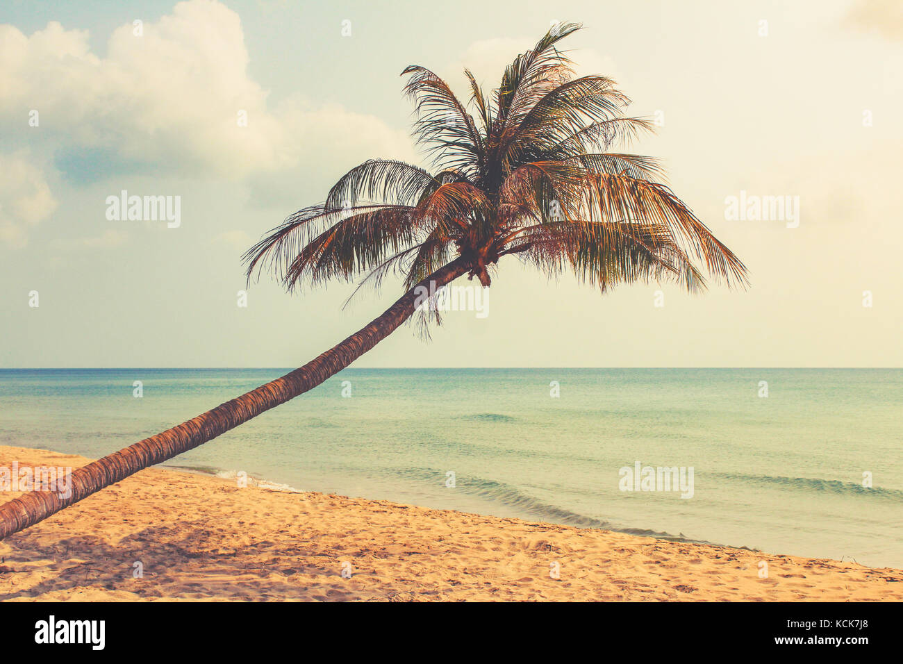 Palmen am leeren Strand mit Blick auf das Meer im Hintergrund Stockfoto