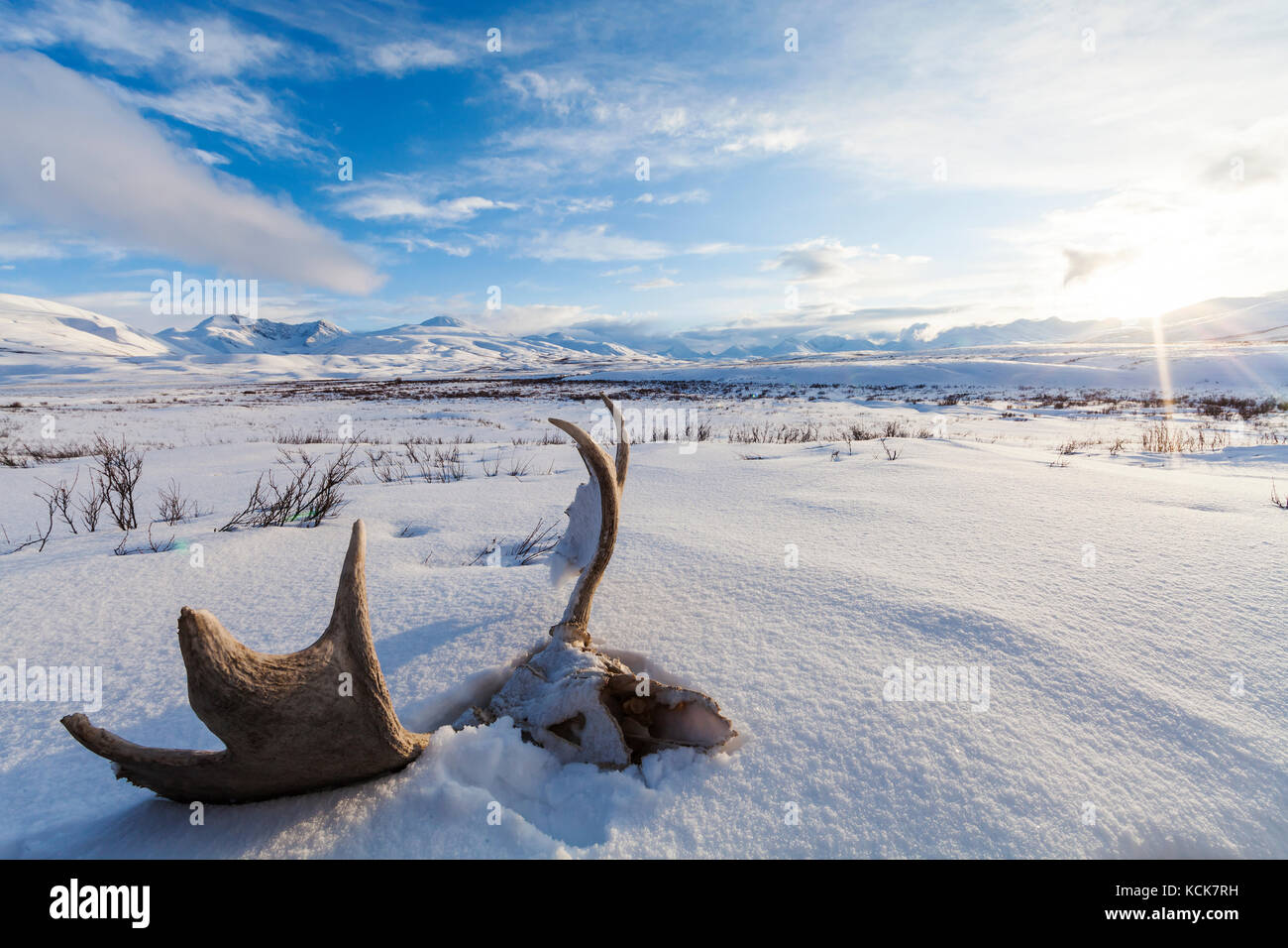 Landschaft scenic mit Elch Geweihe auf die North canol Trail, Yukon Territory, Kanada Stockfoto