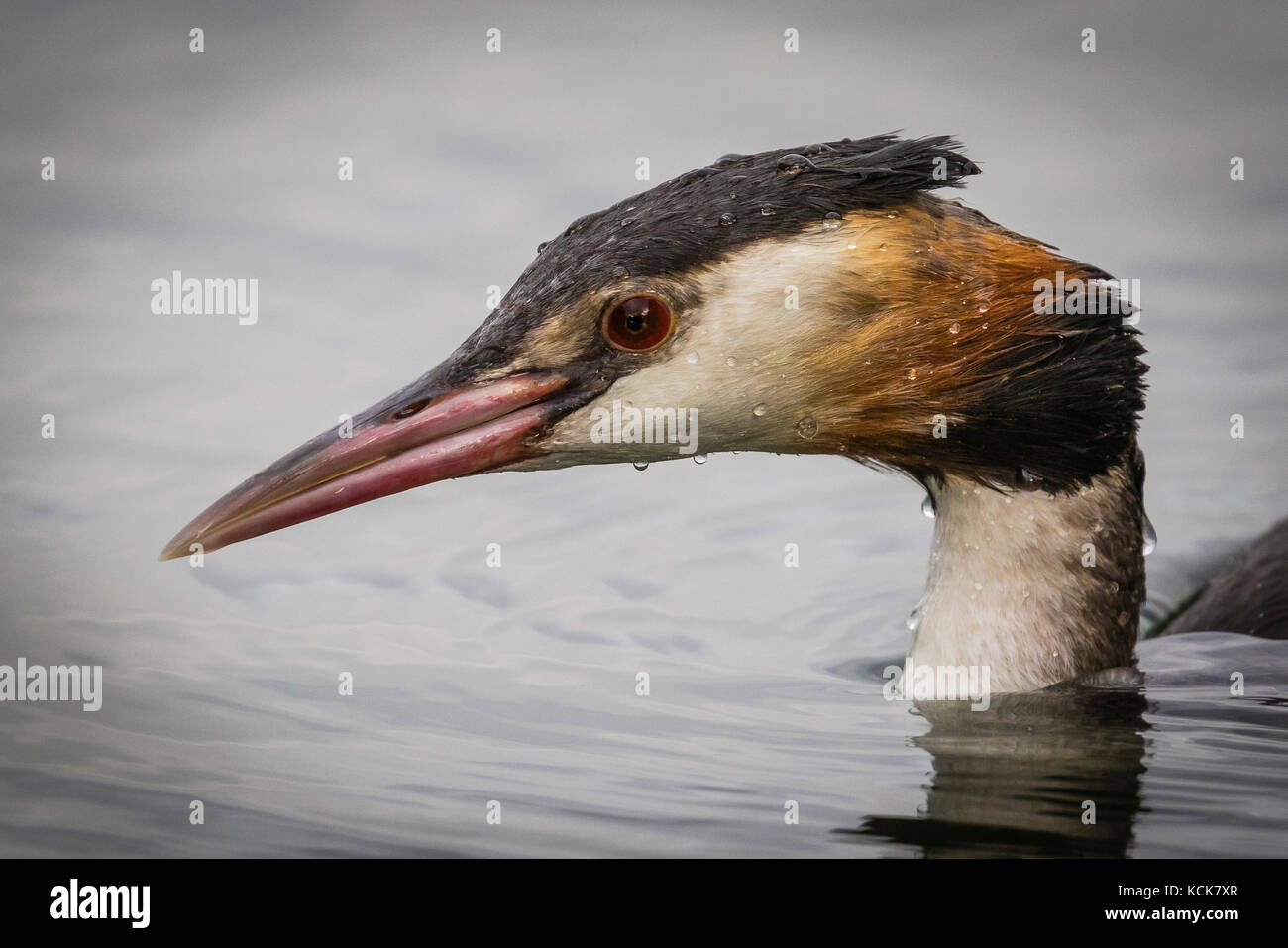 Großen Crested Grebe portrait Stockfoto