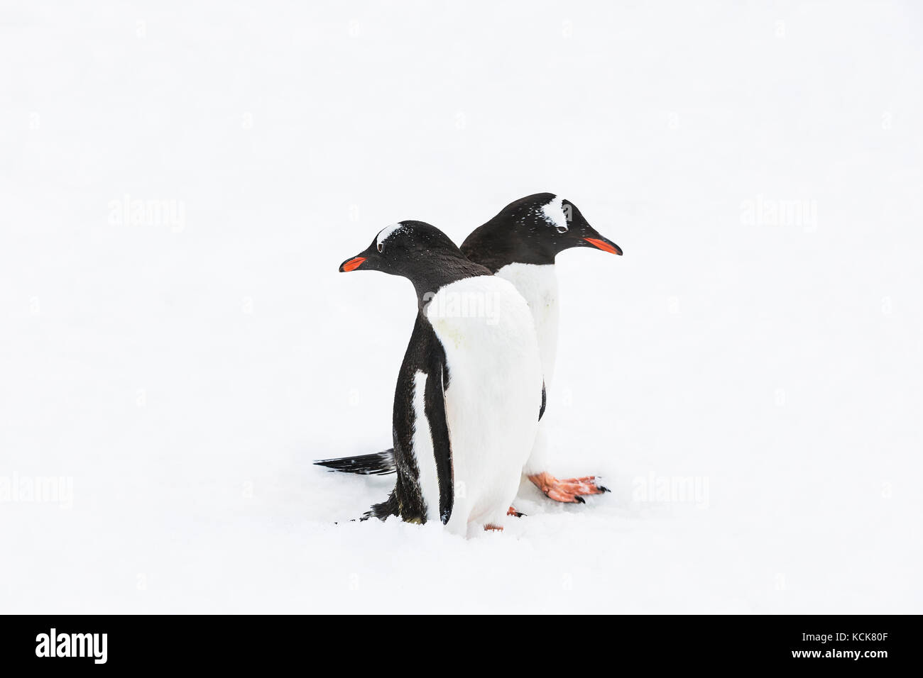 Zwei Gentoo-Pinguine (Pygoscelis papua) drängen sich auf einem Pinguin-Highway, Danco Coast, Antarktische Halbinsel, Antarktis Stockfoto