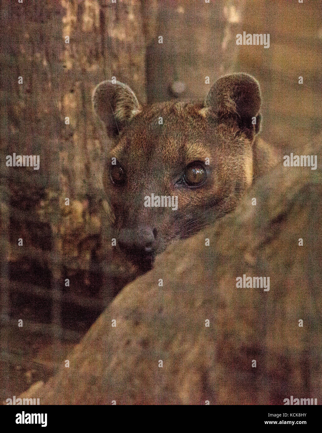 Fossa cryptoprocta Ferox ist endemisch auf Madagaskar und ist eng mit der mongoose Familie Stockfoto