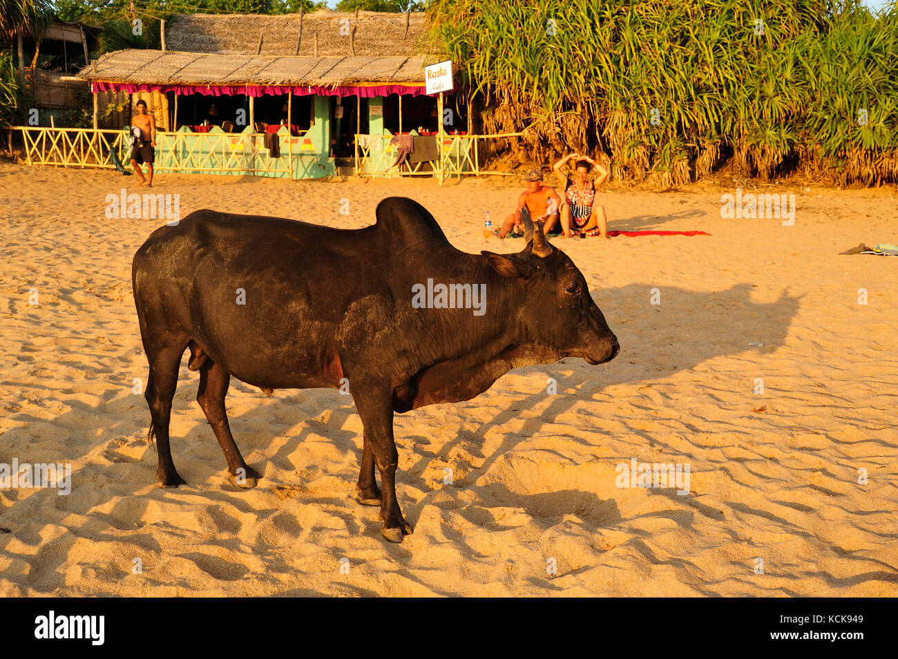 Bull on Beach, Om Beach, in der Nähe von Gokarna, Karnataka, Indien Stockfoto