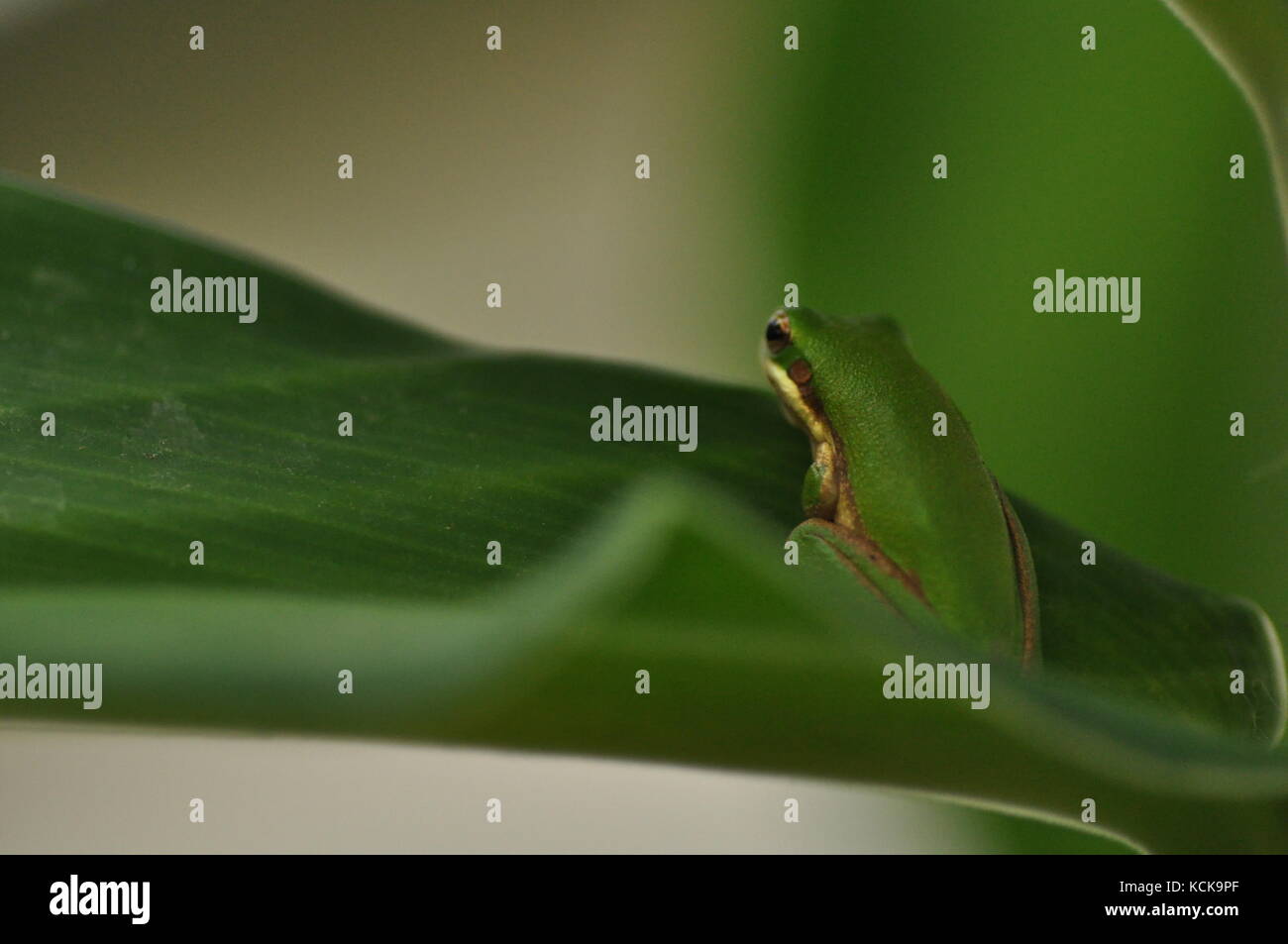 Green Tree Frog, Townsville, QLD, Australien Stockfoto