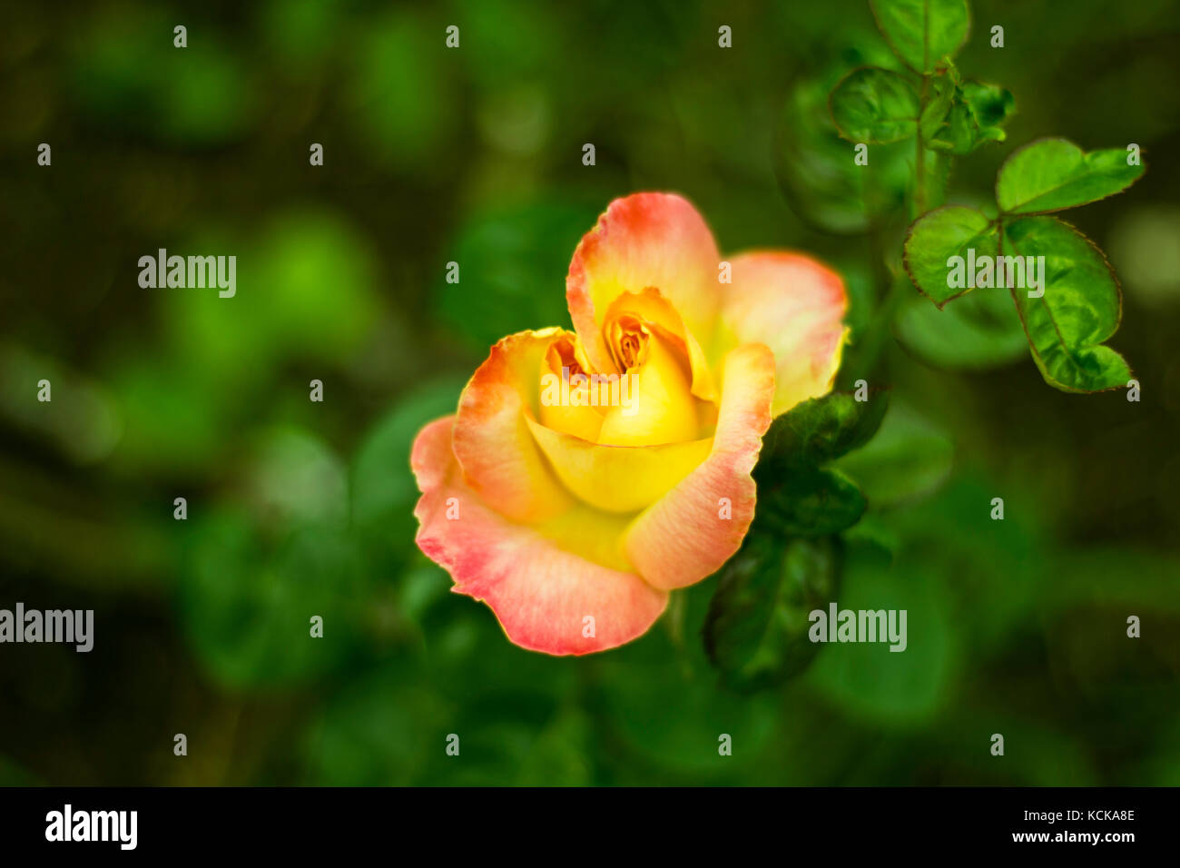 Gelb Garten Rose mit rötlichen Blütenblatt Kanten. Stockfoto