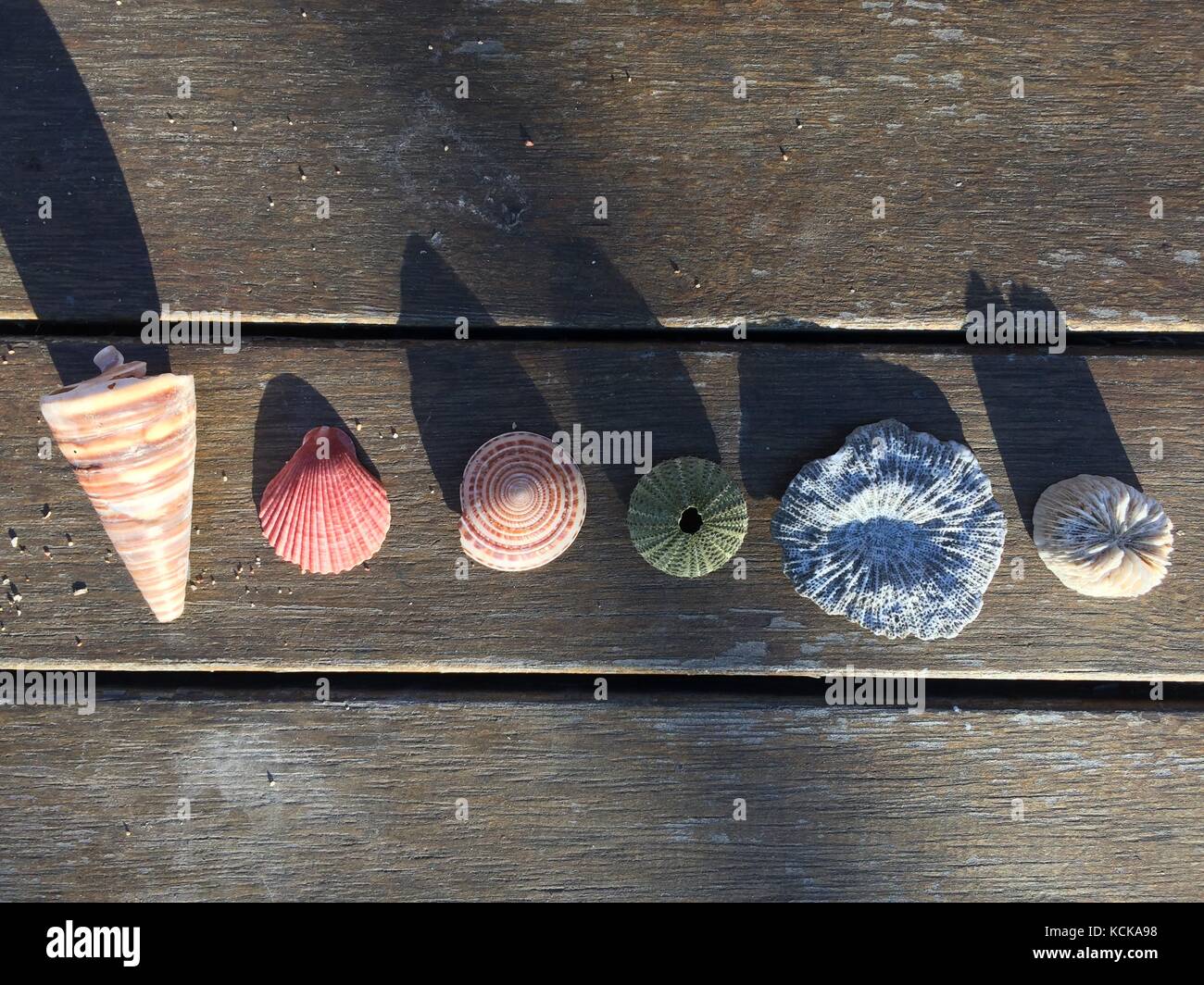 Einige Muscheln aus Townsville, QLD, Australien Stockfoto