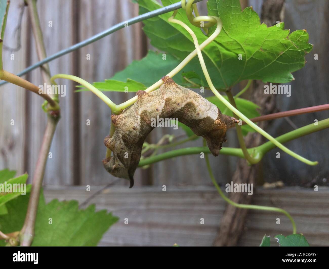 Caterpillar Fütterung auf einer Weinrebe, Townsville, QLD, Australien Stockfoto