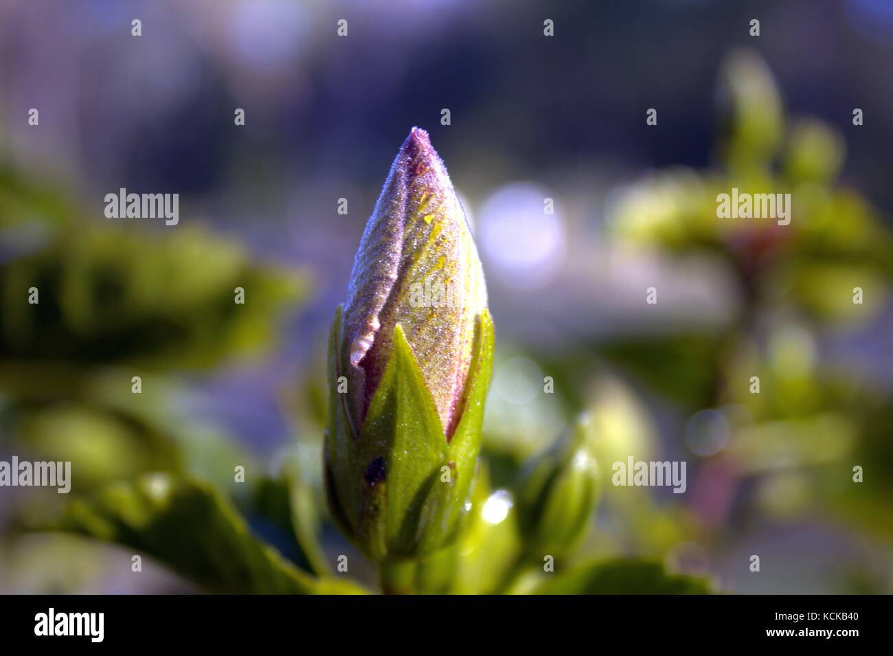 Hibiscus Blüten in den frühen Morgenstunden nach dem Aufstehen erstickt durch Frost Stockfoto