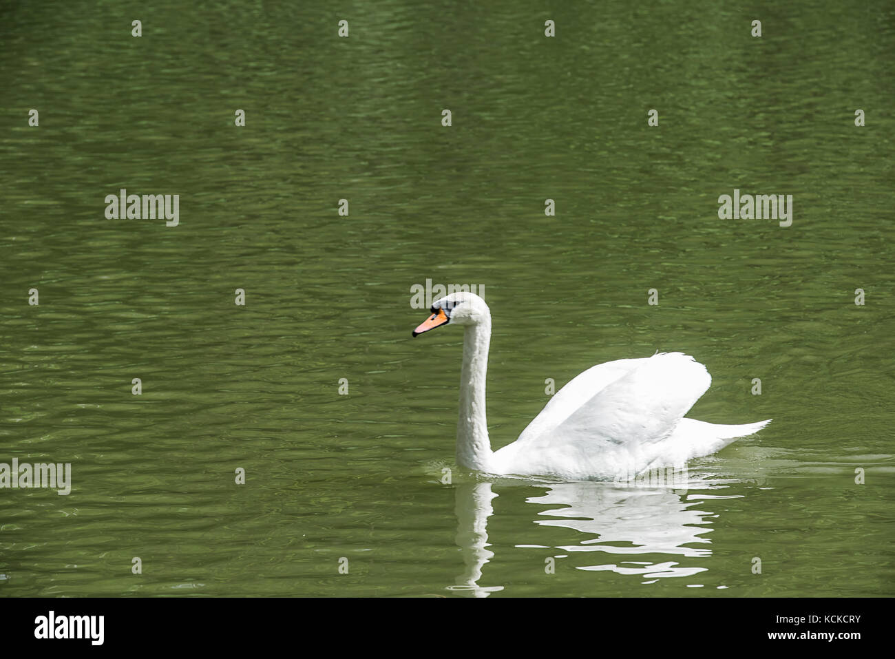 Seitenansicht des einzigen eleganten weißen Schwan, der in einem Teich oder einem See mit grünem Wasser. Wasser Grün schaut, weil das grüne Laub des Waldes (nicht visib Stockfoto