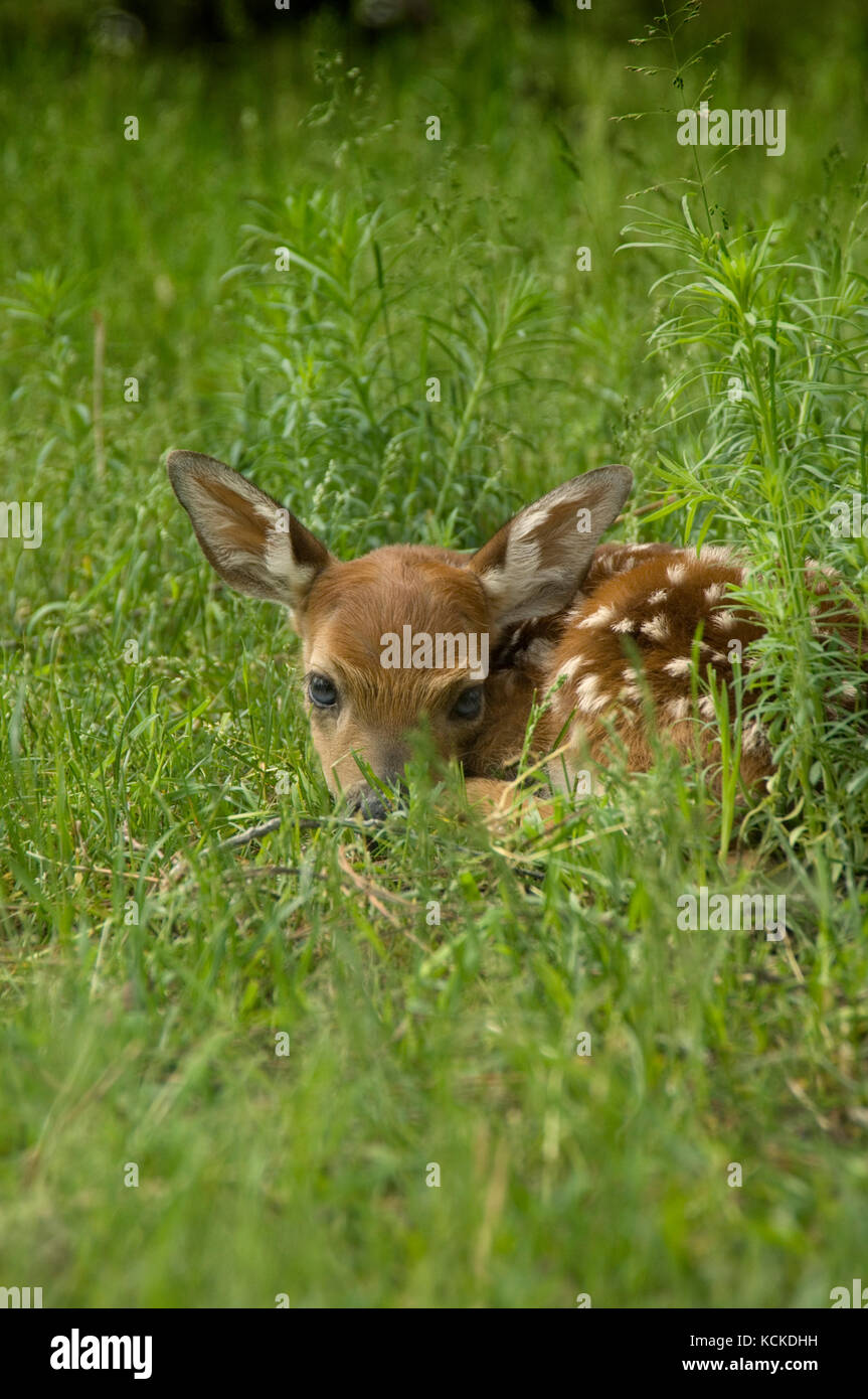 Weißwedelhirsche Fawn, Odocoileus virginianus, im Gras, Montana, USA Stockfoto