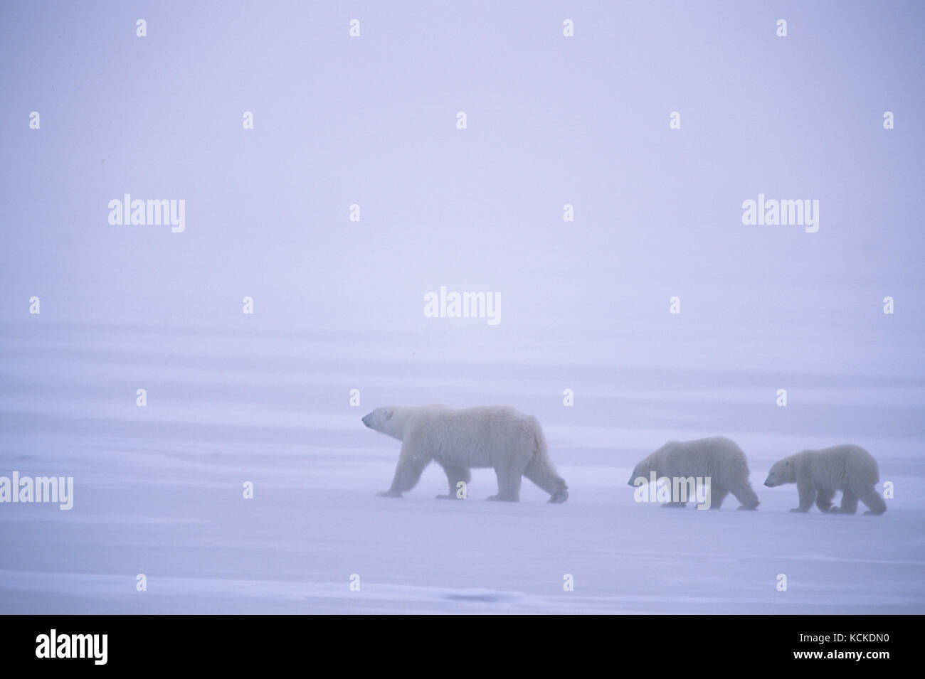 Eisbär Mutter und zwei Jungen, Ursus maritimus, Kreuz Eis im Schneegestöber in der Nähe von Churchill, Manitoba, Kanada Stockfoto