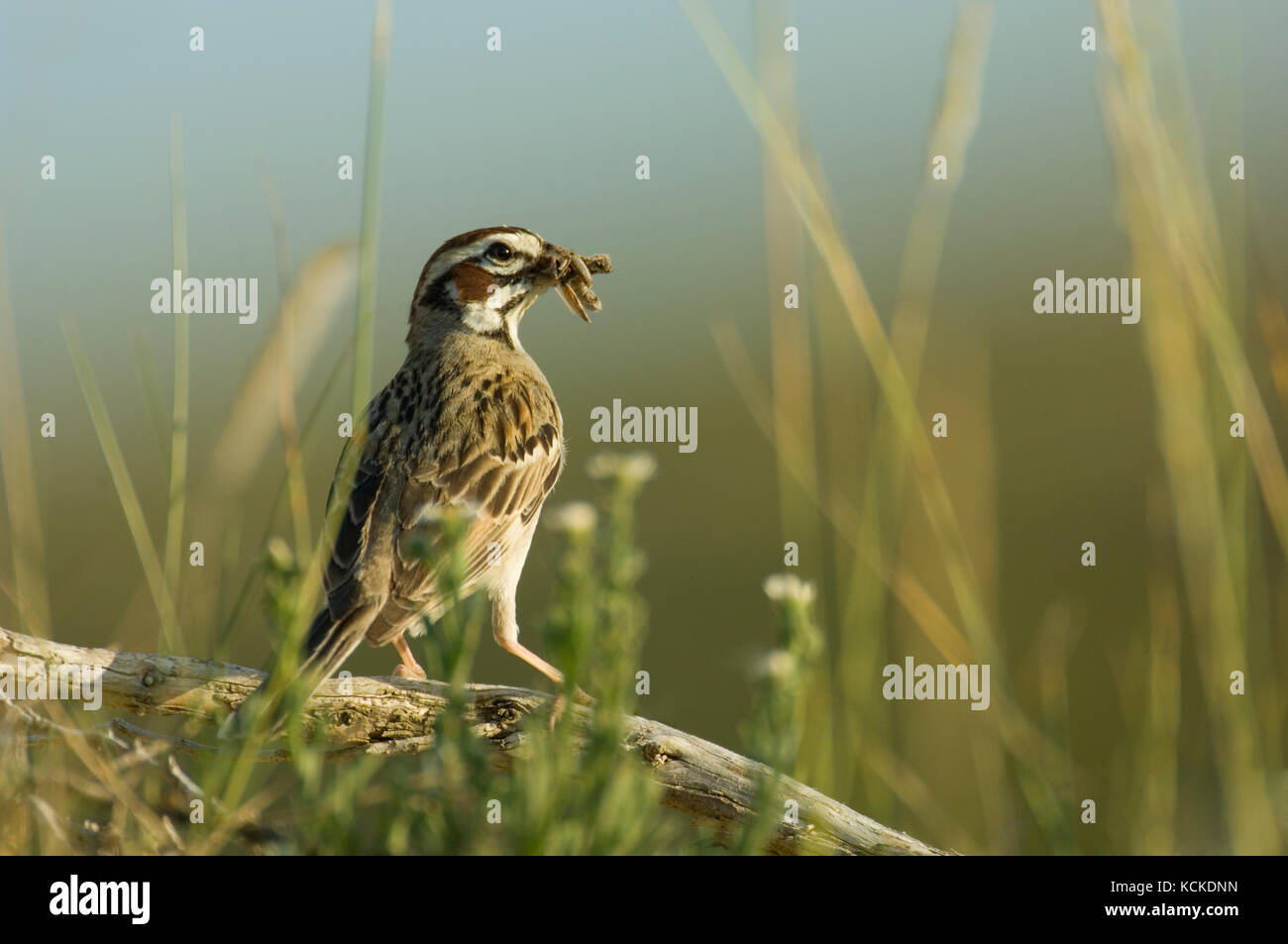 Lerche Sparrow, Chondestes grammacus, mit Mund voller Bugs, Saskatchewan, Kanada Stockfoto