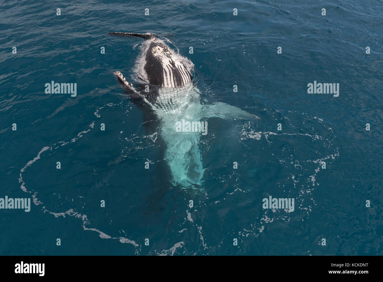 Buckelwale anzeigen es Fähigkeiten, die whalewatcher in Hervey Bay, Queensland, Australien. Stockfoto