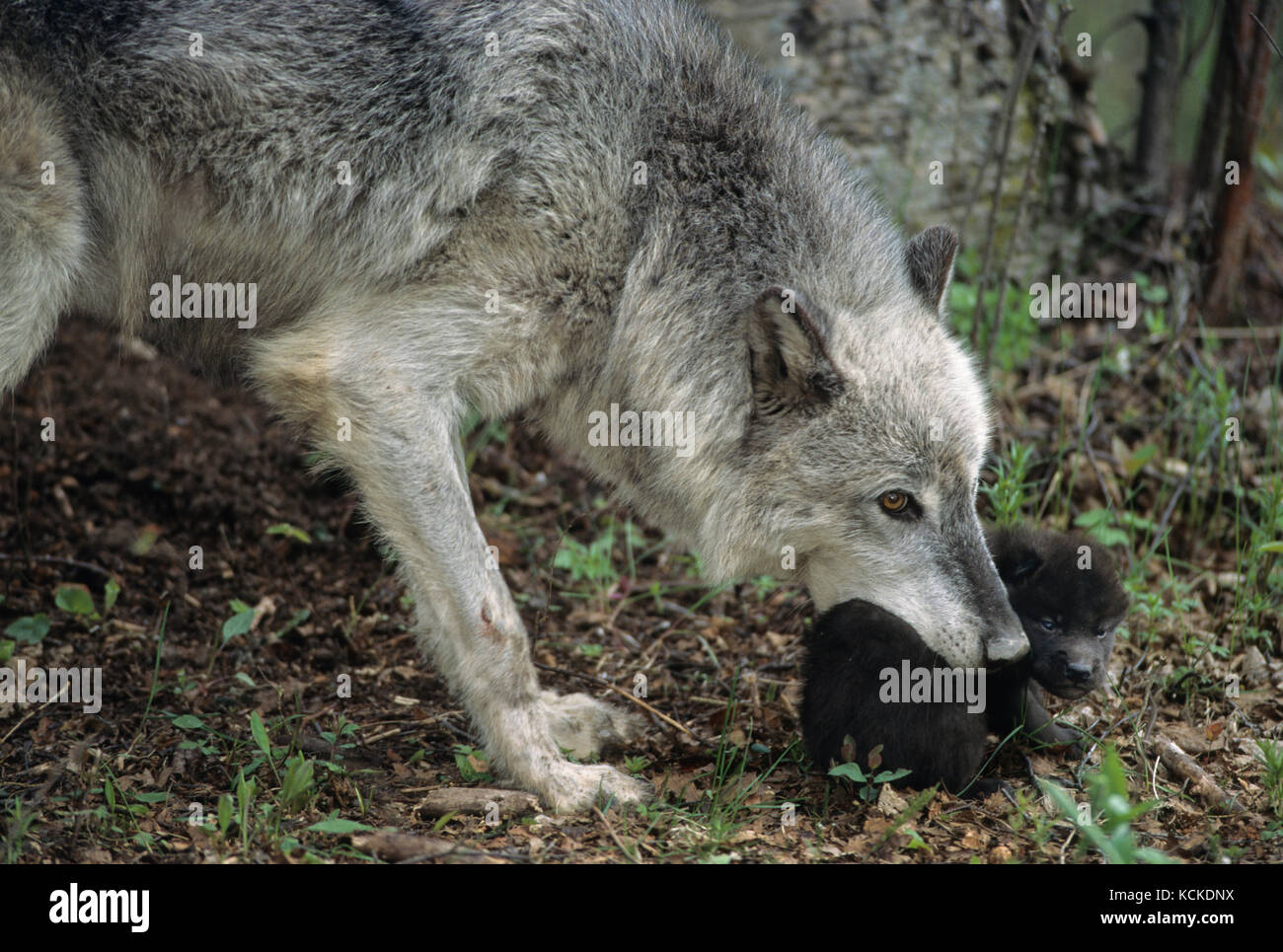 Mutter Wolf nimmt 2-Wochen alter Welpe, Canis lupus, Montana, USA Stockfoto