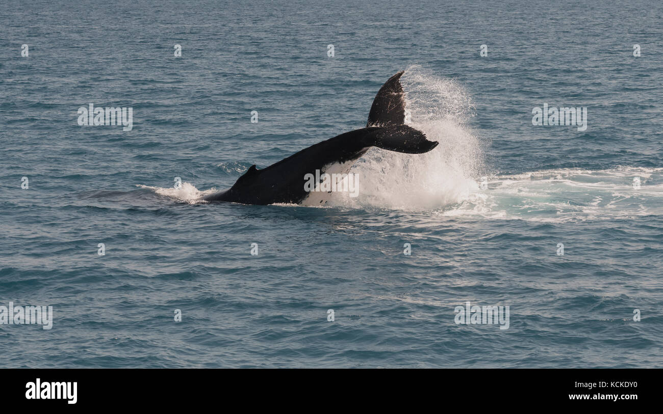 Buckelwale anzeigen es Fähigkeiten, die whalewatcher in Hervey Bay, Queensland, Australien. Stockfoto