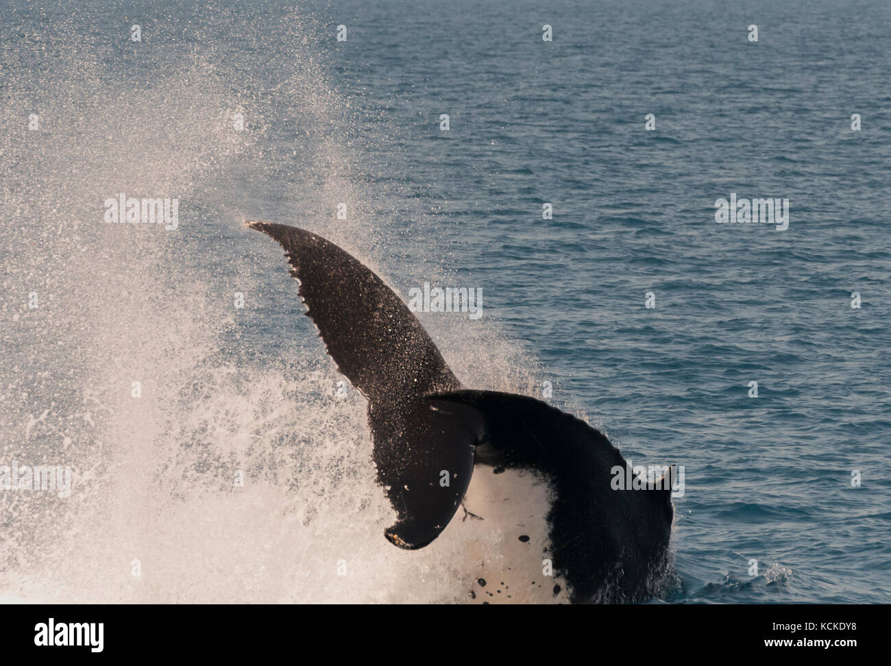 Buckelwale anzeigen es Fähigkeiten, die whalewatcher in Hervey Bay, Queensland, Australien. Stockfoto