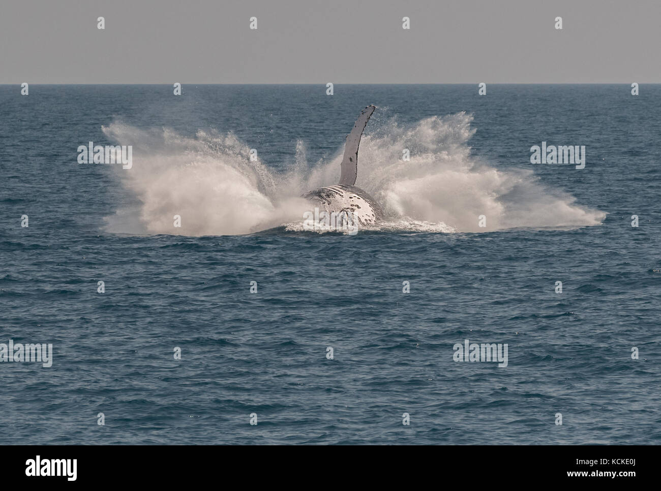 Buckelwale anzeigen es Fähigkeiten, die whalewatcher in Hervey Bay, Queensland, Australien. Stockfoto