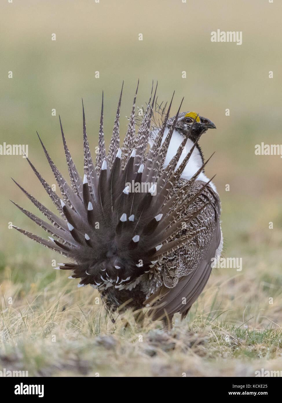 Sage grouse Männlich, Centrocercus urophasianus, Anzeigen auf Lek, die Geschichte, die Federn von der Rückseite, Montana, USA Stockfoto