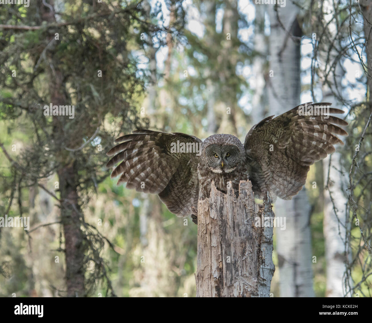 Bartkauz, Strix nebulosa, landet auf Nest im borealen Wald, Saskatchewan, Kanada Stockfoto