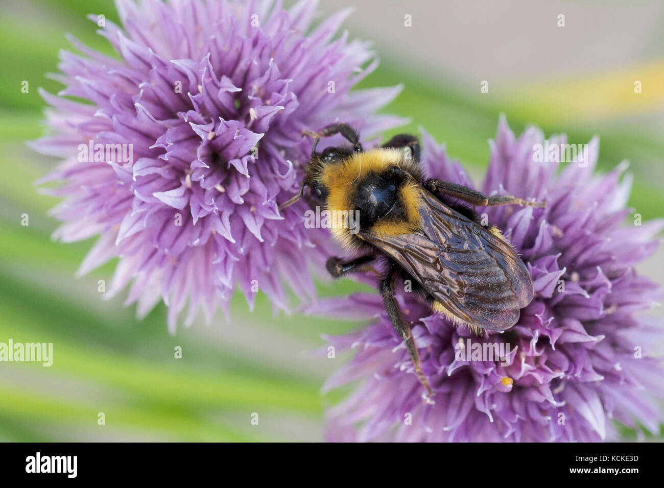 Kuckuck Bumble Bee, Bombus insularis, auf Schnittlauch Blumen, Warman, Saskatchewan, Kanada Stockfoto