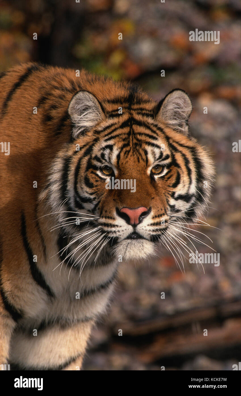 Portrait einer jungen Sibirischen Tiger Panthera tigris altaica Stockfoto