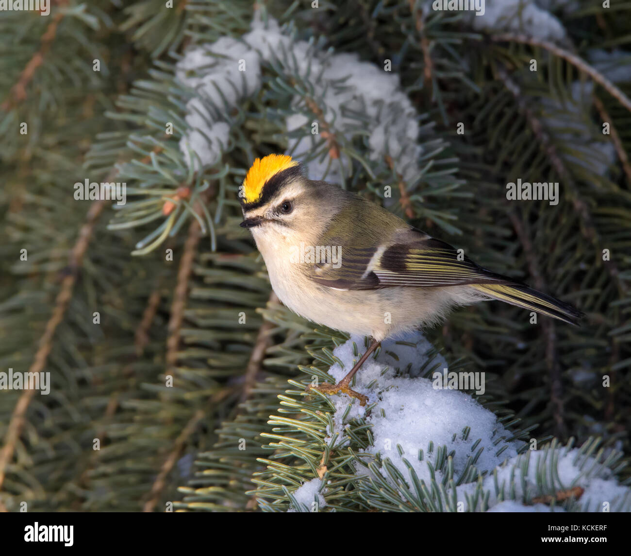 Eine männliche Golden gekrönte Kinglet, Regulus satrapa, auf einer Fichte Niederlassung in Saskatoon, Saskatchewan, Kanada gehockt Stockfoto