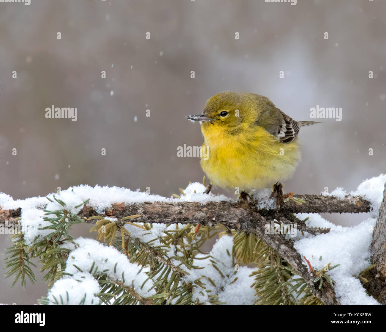 Ein Pine Warbler, Setophaga Pinus, besuche einen Hinterhof im Winter in Saskatoon, Kanada Stockfoto