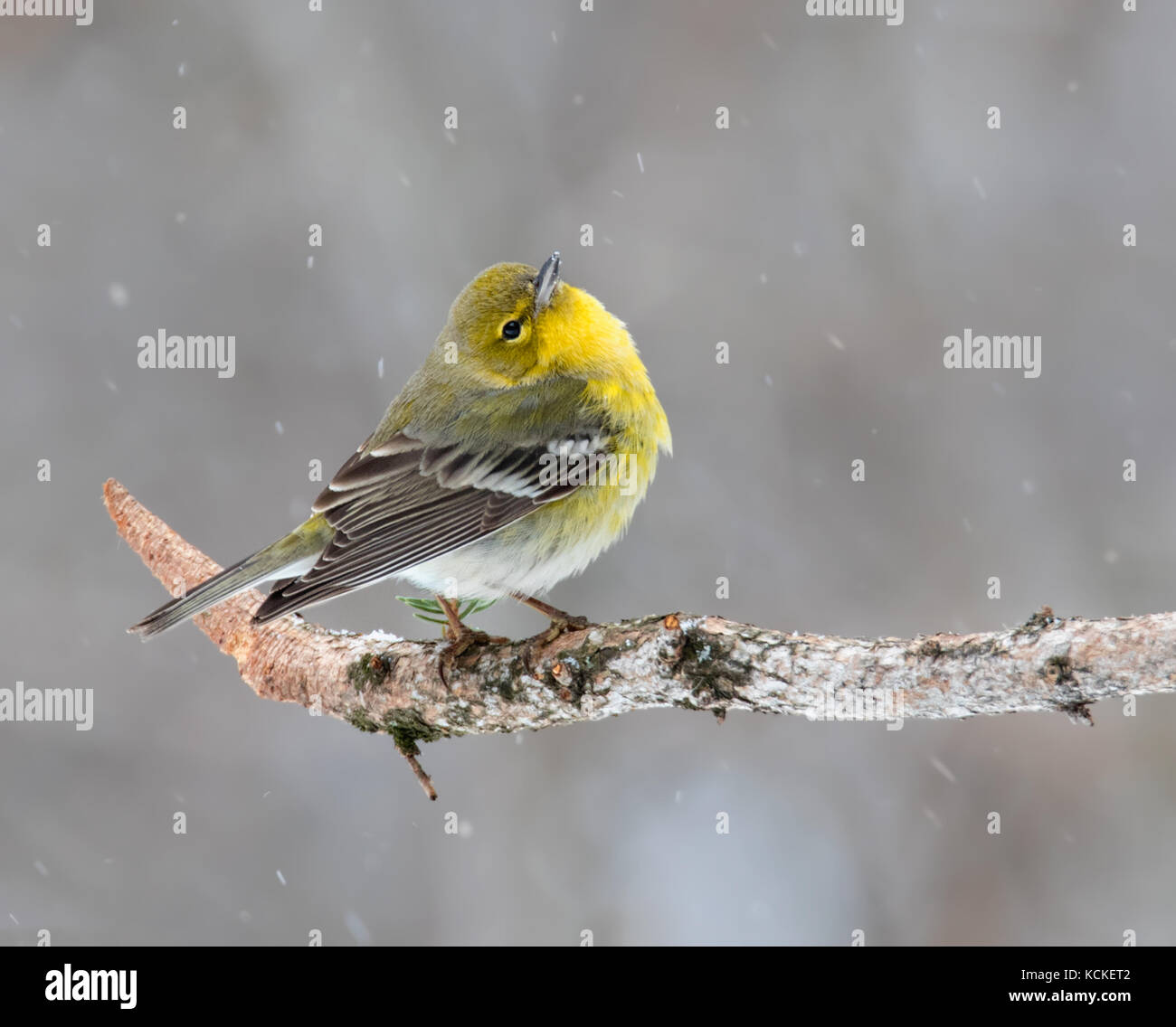Ein Pine Warbler, Setophaga Pinus, besuche einen Hinterhof im Winter in Saskatoon, Kanada Stockfoto