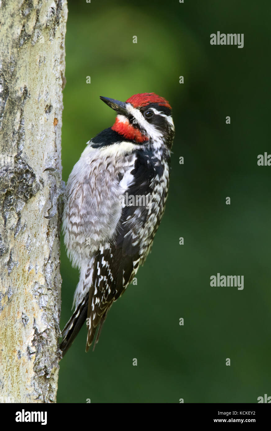 Rot-naped Sapsucker - Sphyrapicus nuchalis, auf einen Baum im Cypress Hills, Saskatchewan, Kanada gehockt Stockfoto