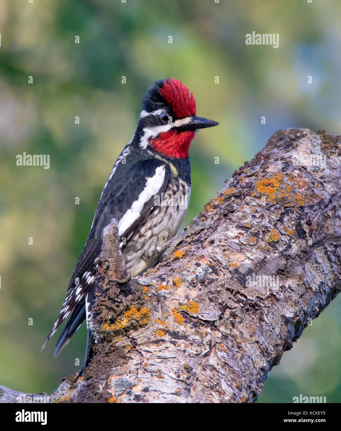 Rot-naped Sapsucker, Sphyrapicus nuchalis, auf einem Zweig in der Zypresse Hiills Inter-Provincial Park, Saskatchewan, Kanada gehockt Stockfoto