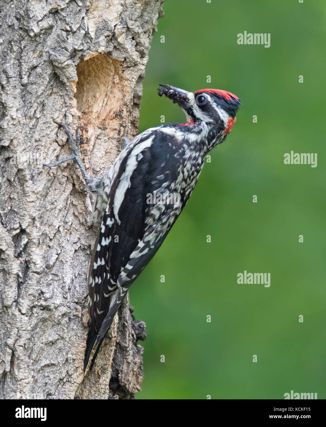 Rot-naped Sapsucker, Sphyrapicus nuchalis, aus dem Nest Loch im Eastend, Saskatchewan, Kanada Stockfoto