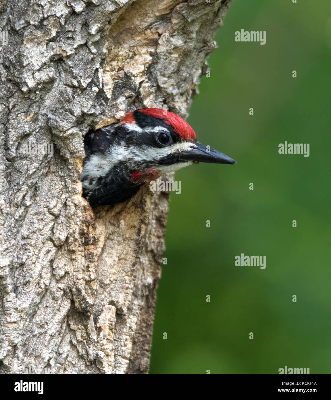 Rot-naped Sapsucker, Sphyrapicus nuchalis, aus dem Nest Loch im Eastend, Saskatchewan, Kanada Stockfoto