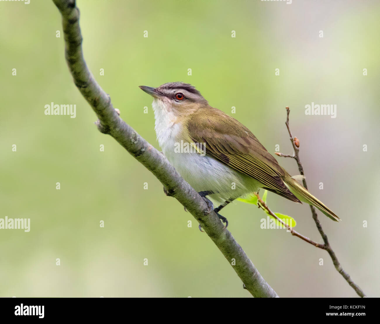 Ein red-eyed Vireo, Vireo olivaceus, in einem Waldgebiet in Saskatchewan, Kanada gehockt Stockfoto