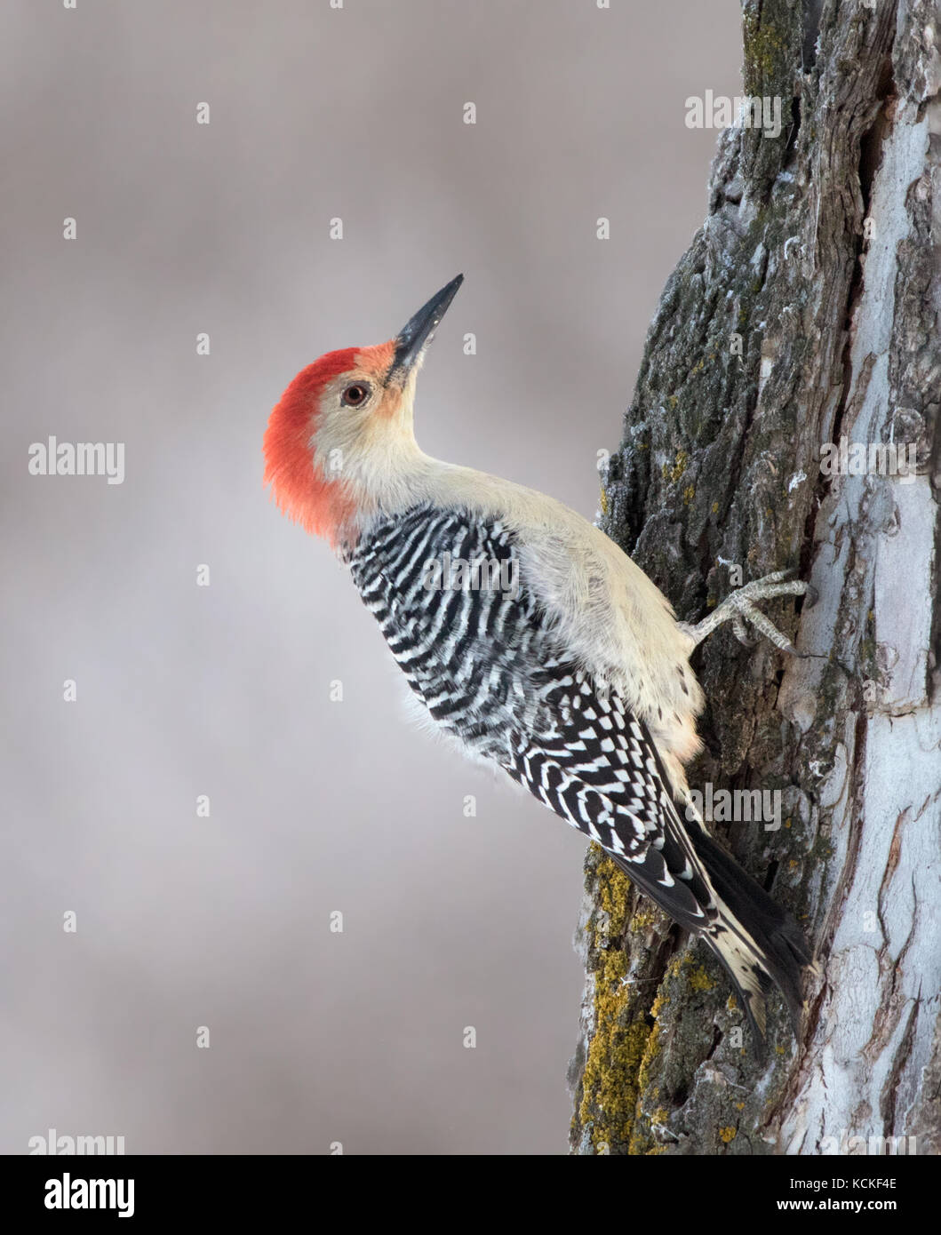 Ein männlicher Red-bellied Woodpecker, Melanerpes carolinus, auf einem Baum in Regina, Saskatchwan im Winter gehockt Stockfoto