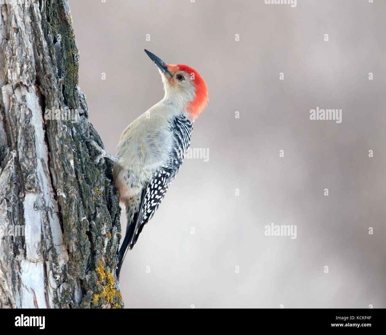 Red-bellied Woodpecker, Melanerpes carolinus, auf einem Baum in Regina, Saskatchwan im Winter thront. Stockfoto
