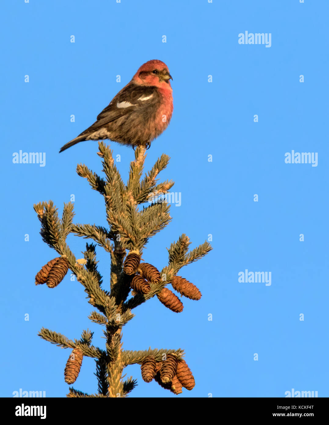 Ein männlicher White-winged Gegenwechsel, Loxia leucoptera, thront auf einem Spruce Tree in Saskatoon, Saskatchewan. Stockfoto