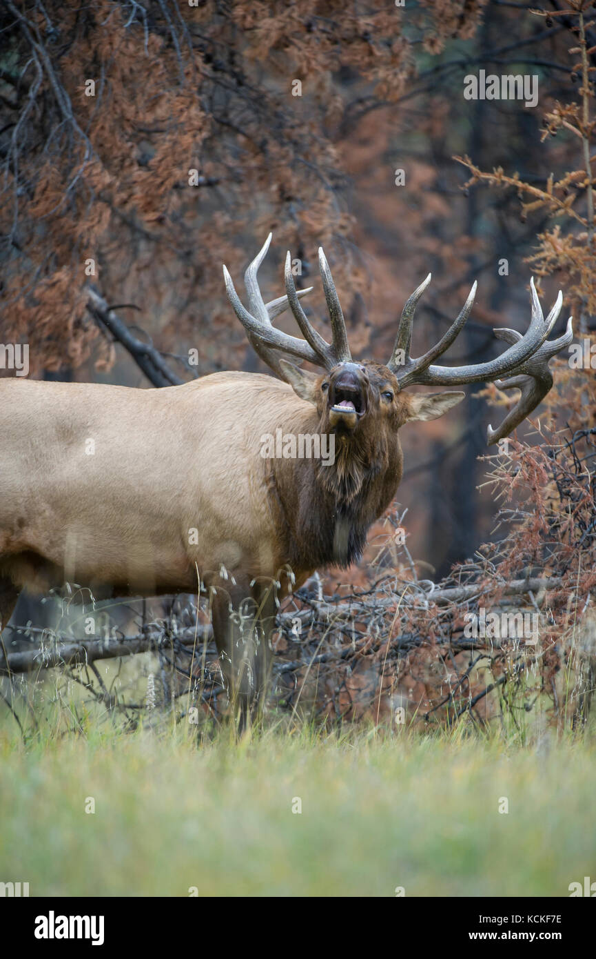 Männliche Elch, Cervus canadensis nelsoni, Rocky Mountains, Alberta, Kanada Stockfoto